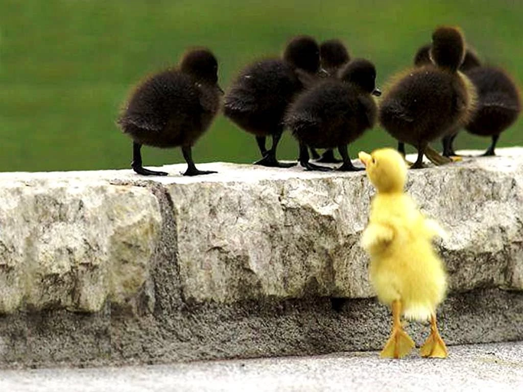Cute Baby Animal Wallpapers