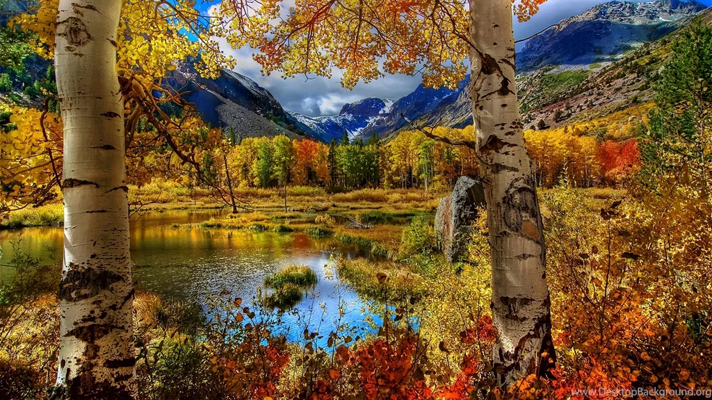Download Wallpapers 3840x2160 Autumn, Birch, Color, Paint, Plants ...