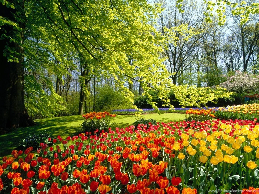 Free Desktop Flower Garden Wallpapers
