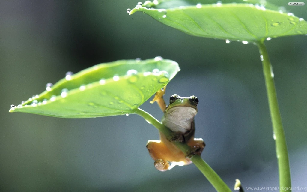 YouWall Frog On A Leaf Wallpapers Wallpaper,wallpapers,free ...