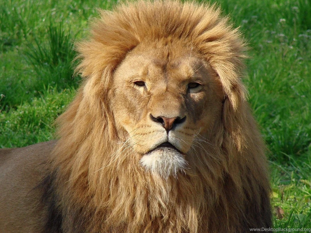 Animals Beautiful Amazing Great Royal Lion Free High Quality ...