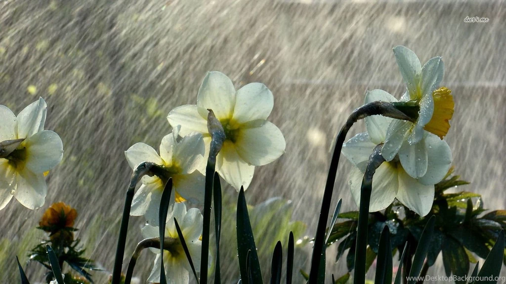 Wet Daffodils Wallpapers Flower Wallpapers