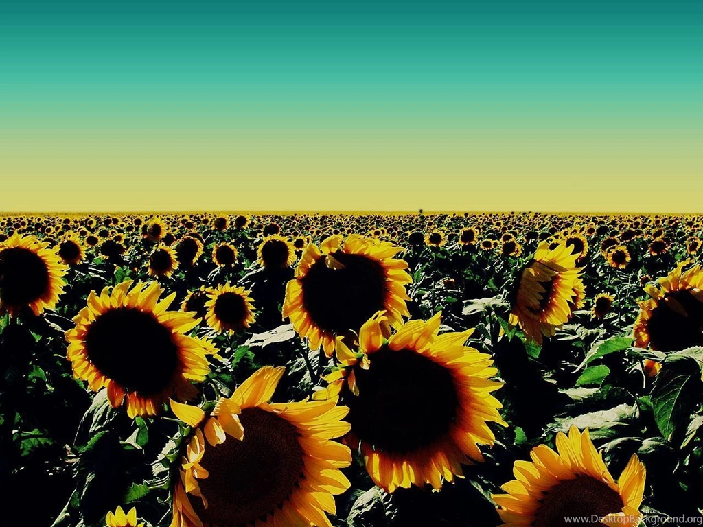 Sunflower Wallpapers