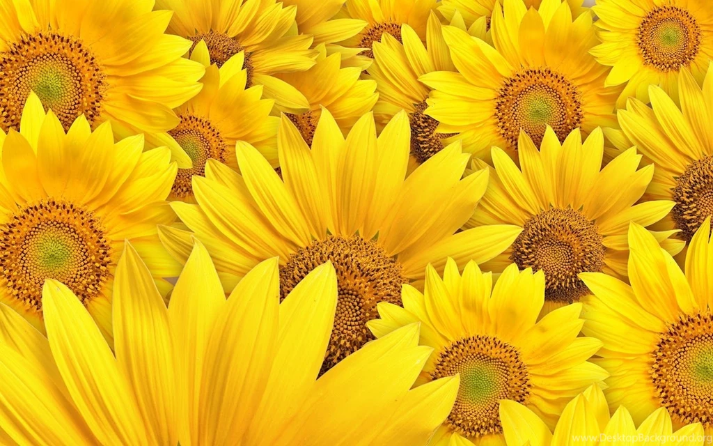 Amazing Sunflower Nature Hd Wallpapers