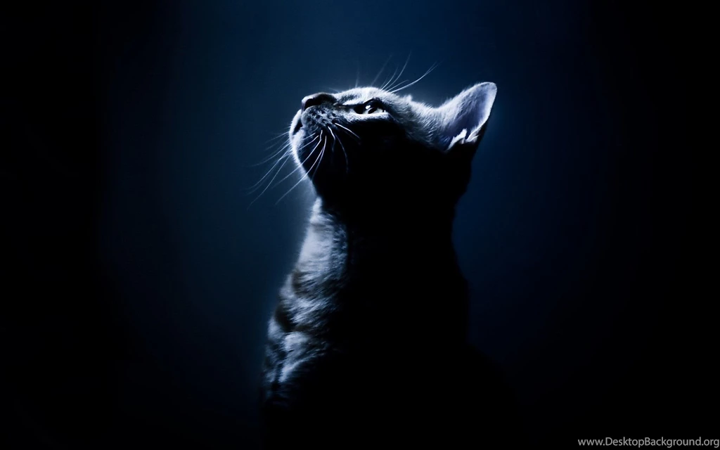 Dream Cat Best HD Wallpapers