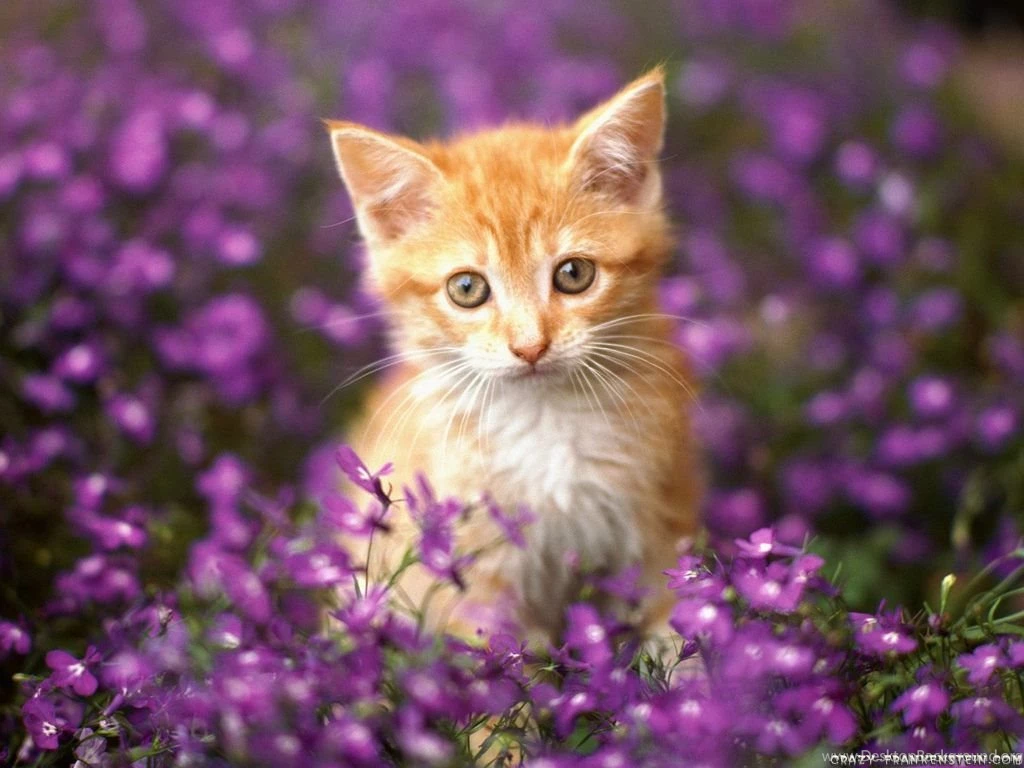 Cat Wallpapers Crazy Frankenstein