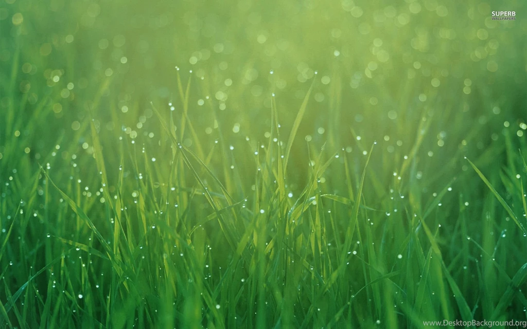 Dew Drops On Grass Wallpapers Photography Wallpapers
