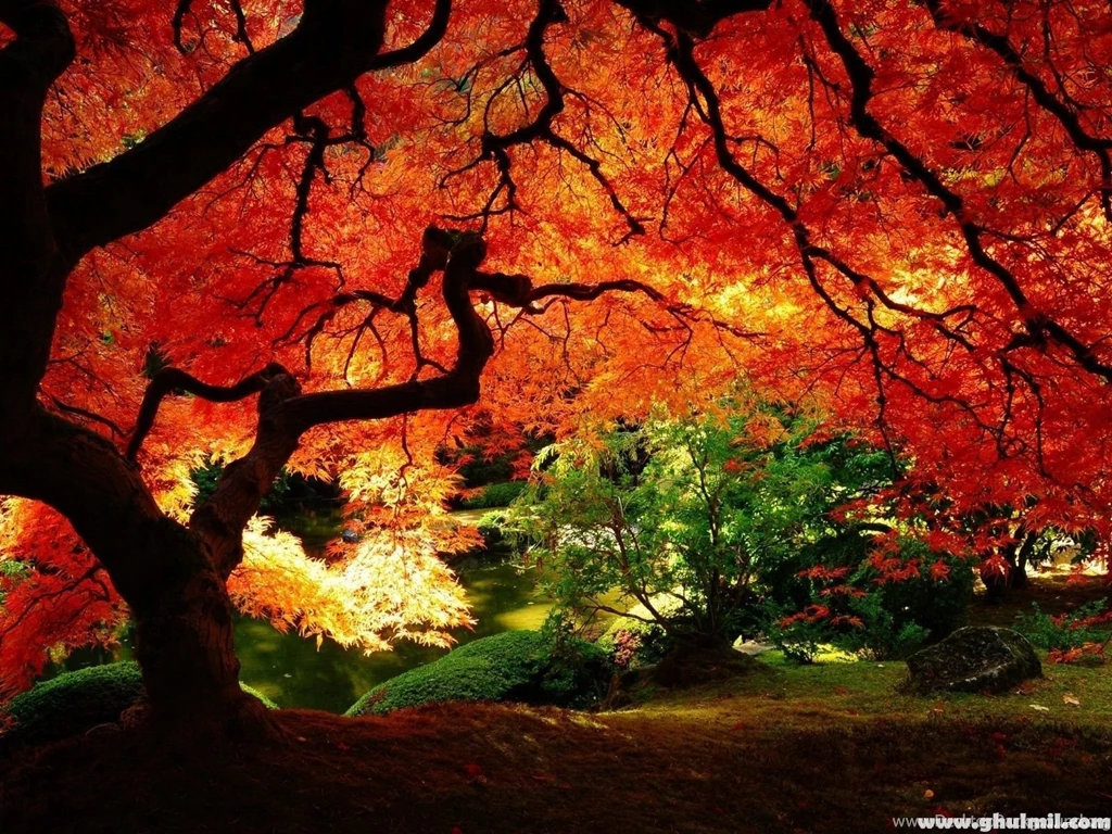 Gallery For Beautiful Autumn Trees Wallpapers