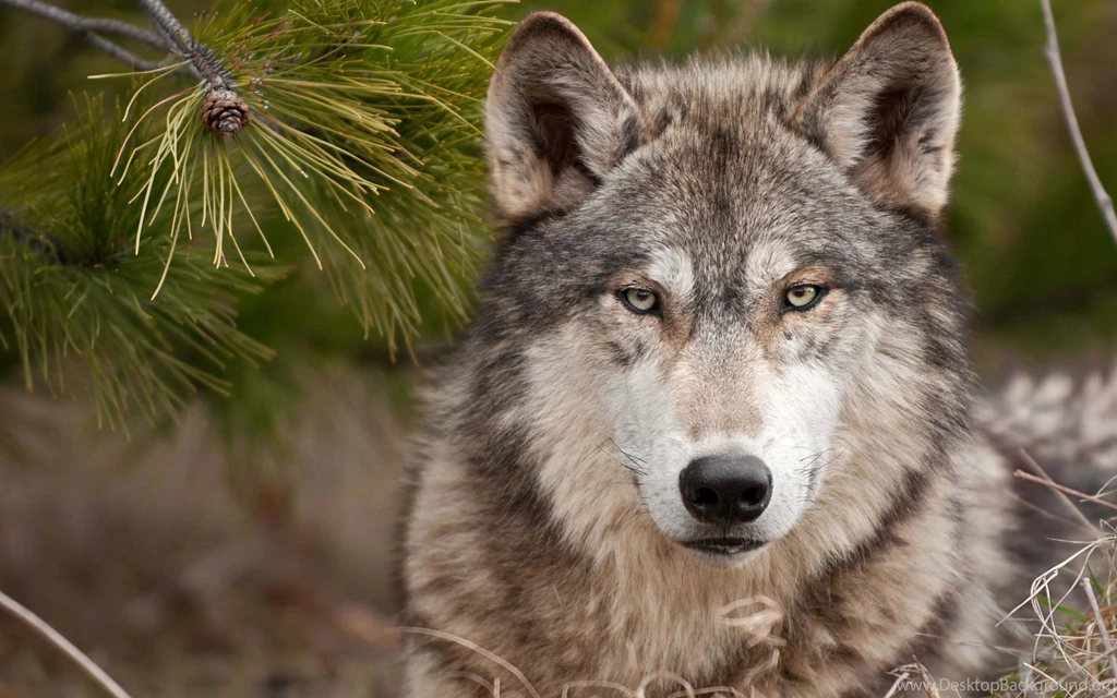 Gallery For Animal Wallpapers Wolves