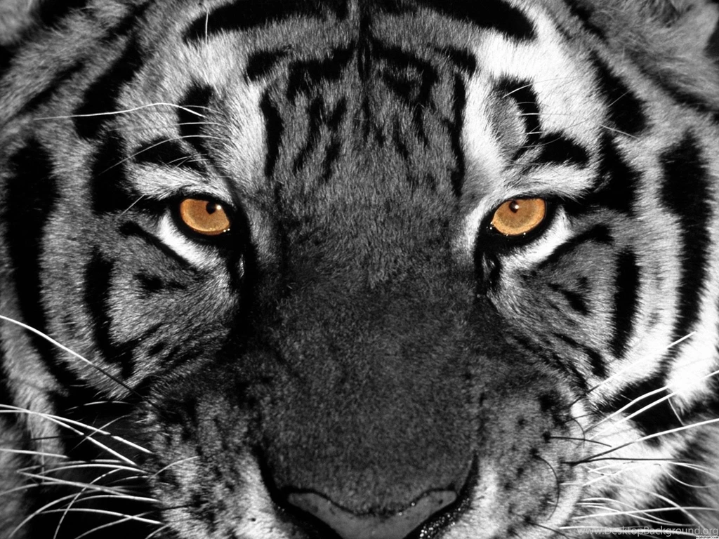 White Tiger Hd Wallpapers GRS15