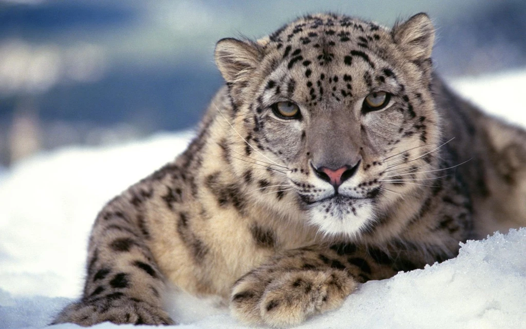 Snow Leopard Desktop Wallpaper, Snow Leopard Backgrounds, New ...