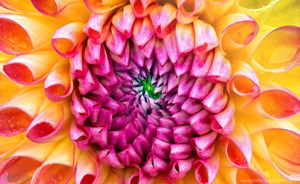 The New iMac Wallpapers (Flower) • Appletips