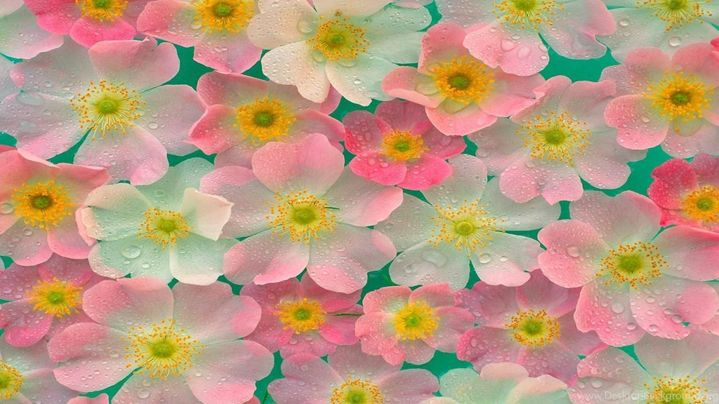 Pink Japanese Anemones Flowers Pattern Free Desktop Backgrounds ...