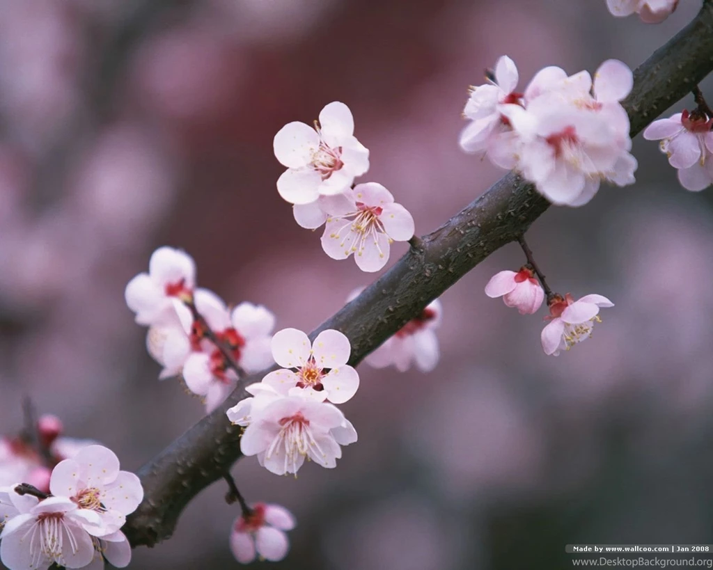 1280x1024 Japanese Sakura Photos Japanese Cherry Blossom ...