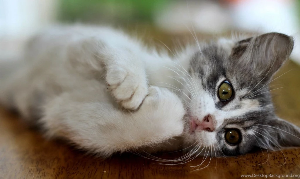 Hd Cat Wallpapers, Cute Cat Photos, Free Cat Images, Claw, Pets ...