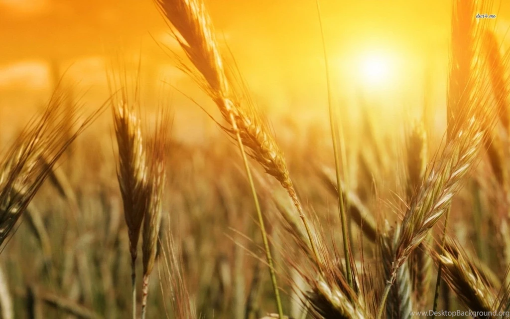 Wheat In The Sun Wallpapers Photography Wallpapers
