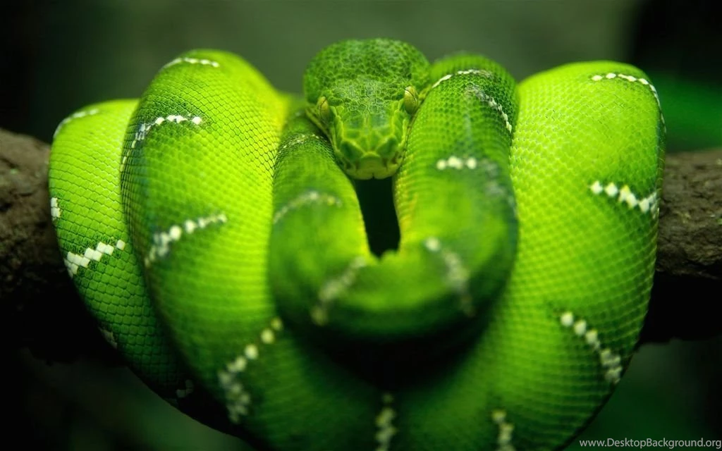 5355_animals_hd_wallpapers_snake_green.jpg