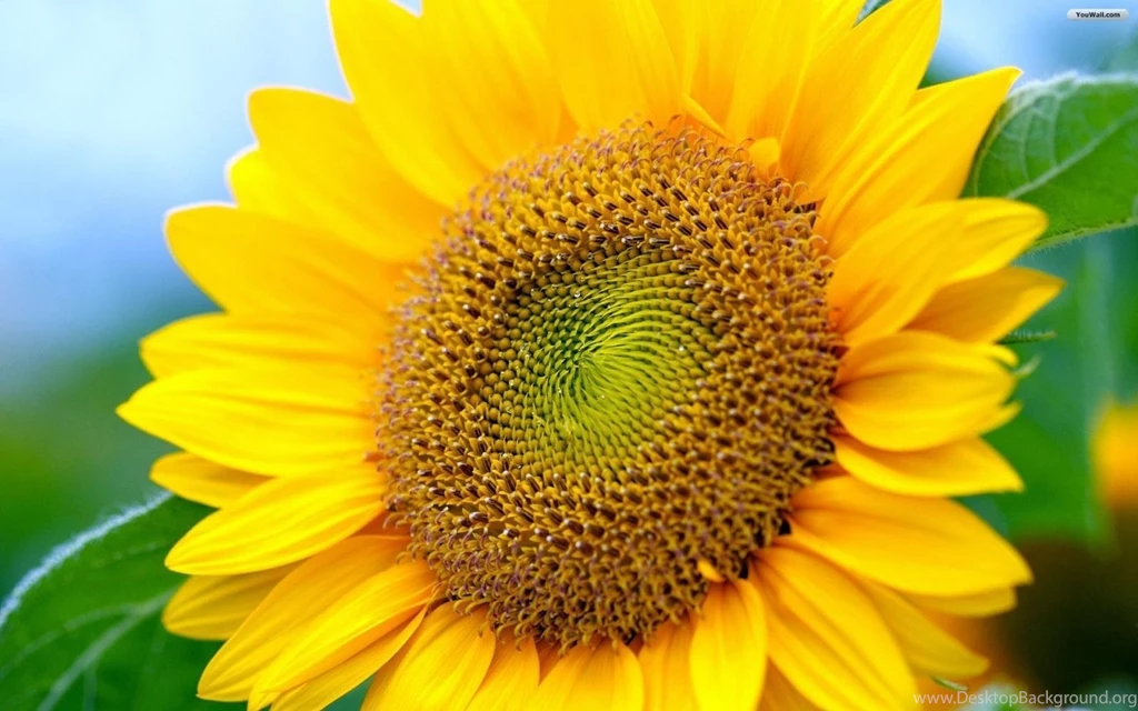 21534) Sunflower Backgrounds HD Wallpapers Attachment WalOps.com