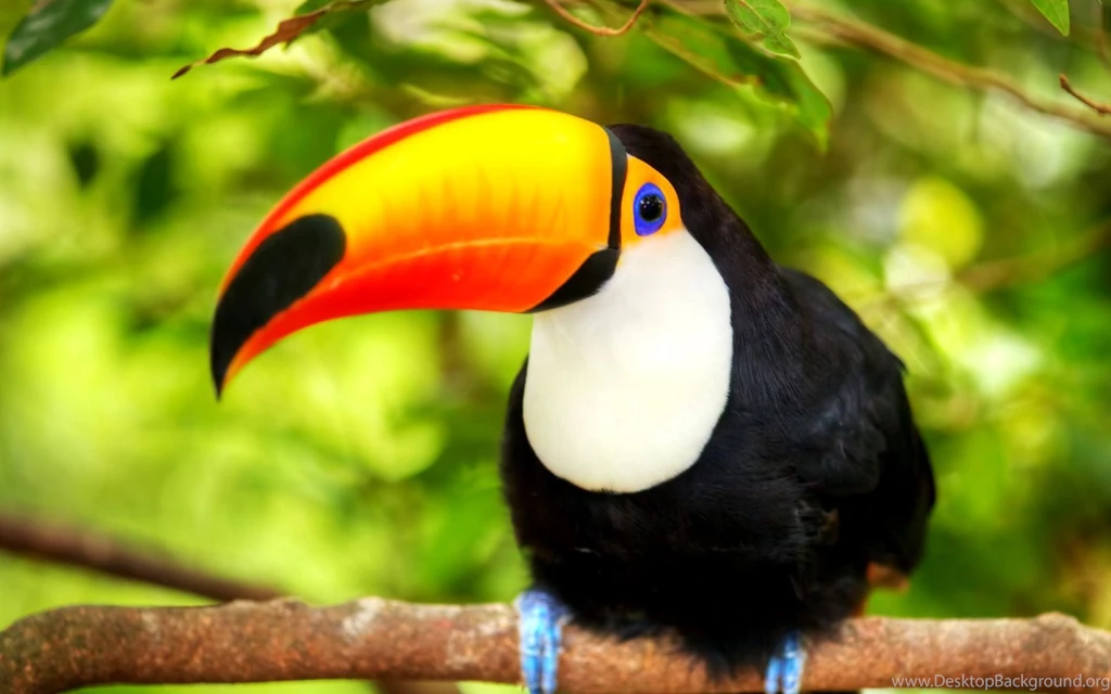 Toucan Wallpapers For Widescreen Desktop PC 1920x1080 Full HD Desktop ...