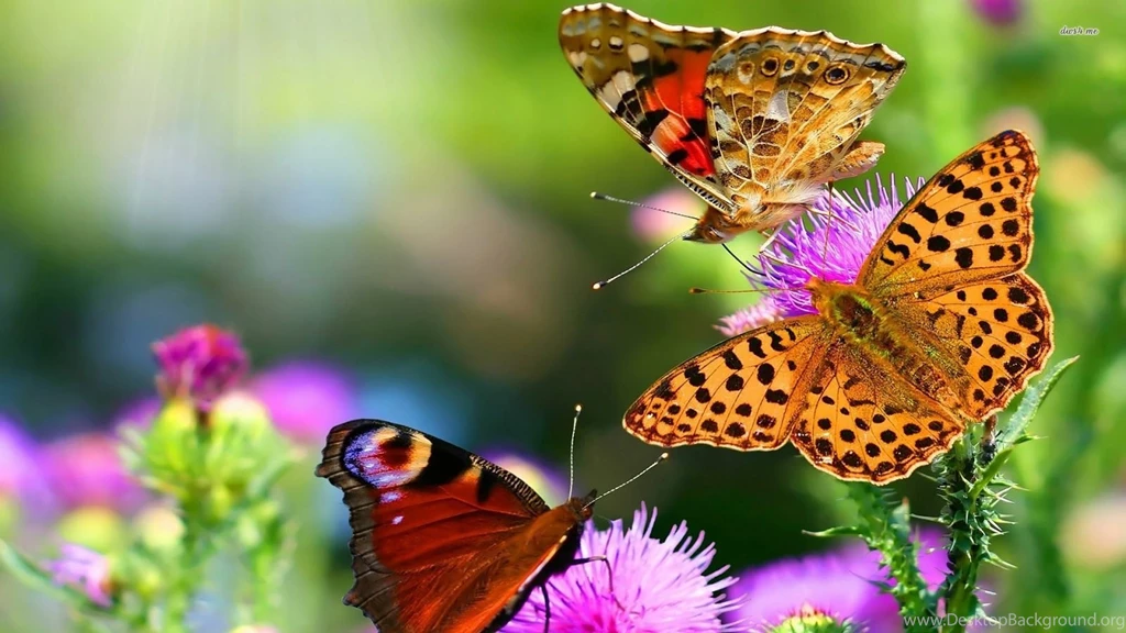 Butterfly Hd Wallpapers Free Download For Android Free Download ...
