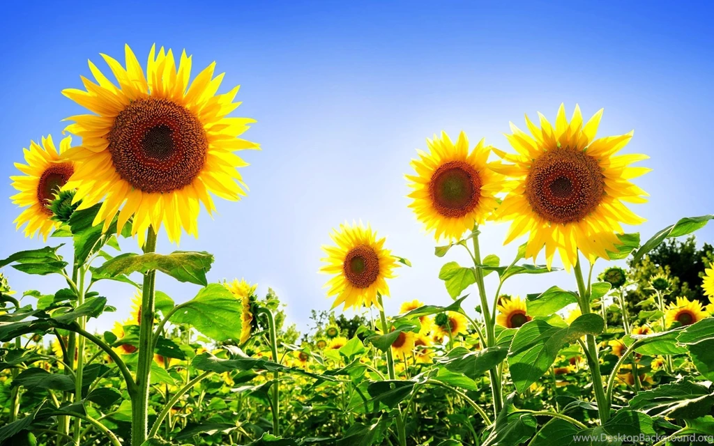 Sunflower Wallpapers HD Pictures