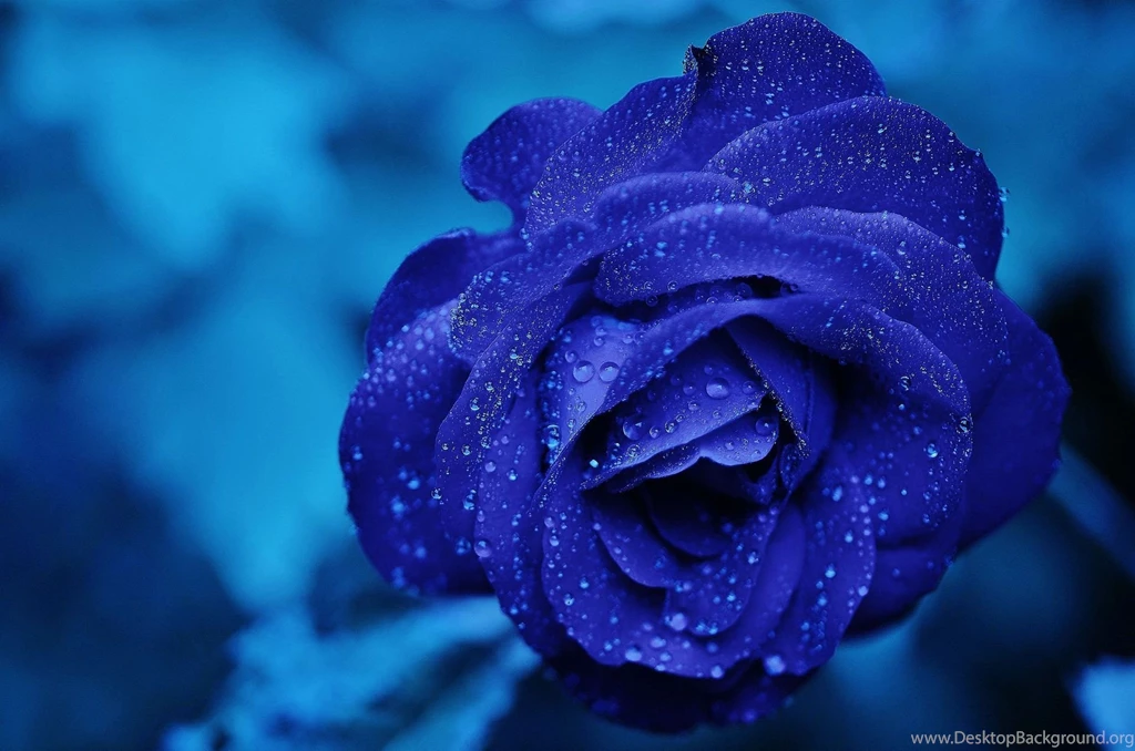 Blue Rose HD Wallpapers, Blue Rose Background, New Wallpapers