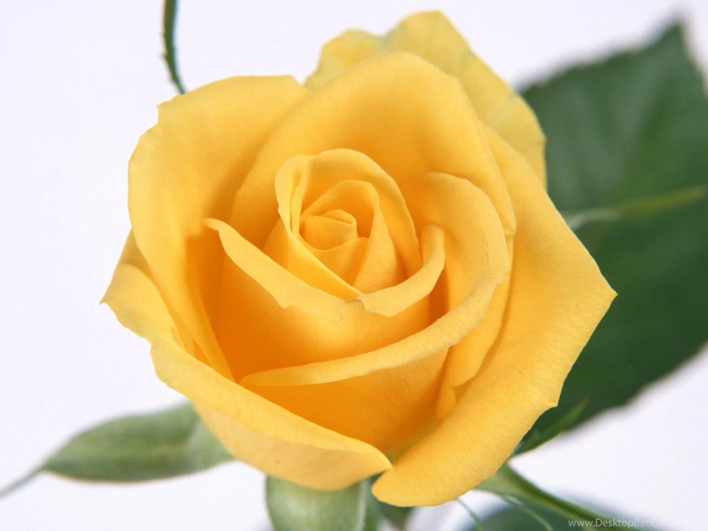 Natural Rose Flowers Images And Wallpapers Download