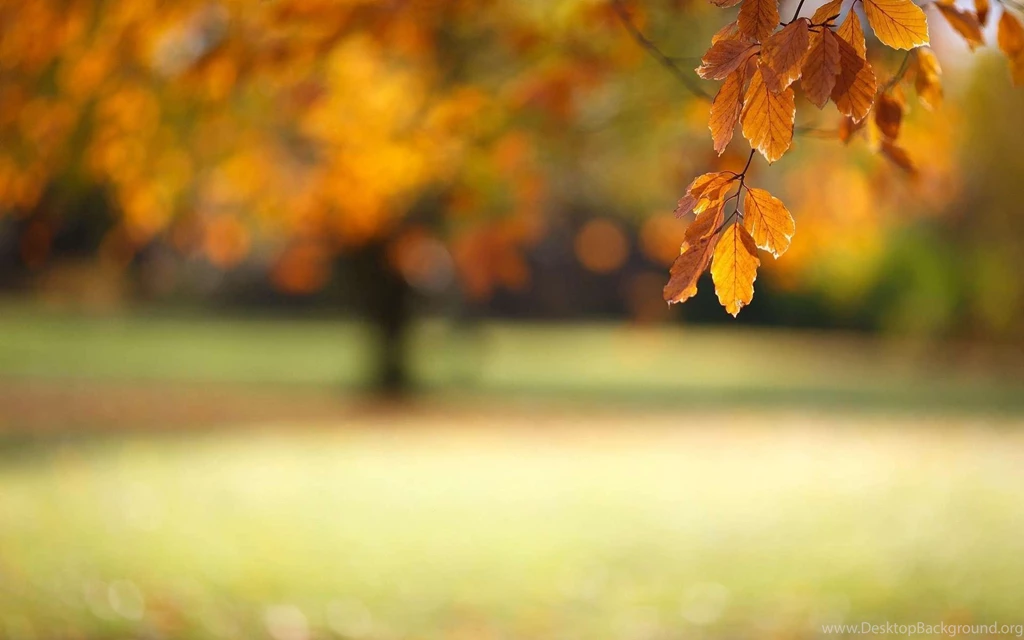 Autumn Leaves Wallpapers Widescreen Wallpaper.