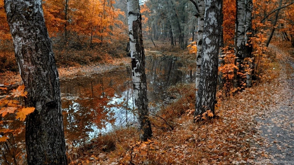 Forest Road Lake Fall Wallpapers