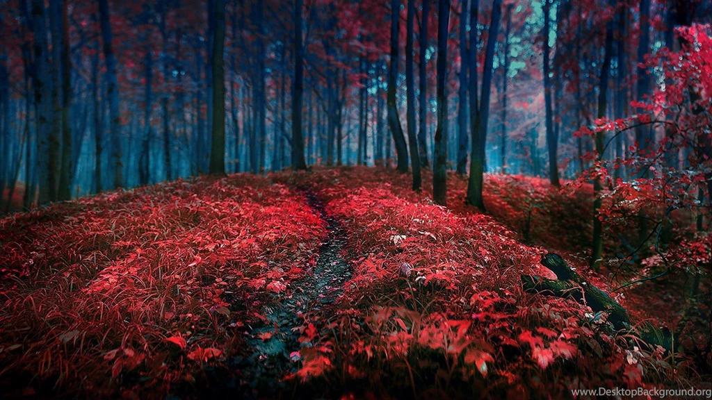 Landscapes Nature Trees Forest Autumn Fall Seasons Red Contrast ...