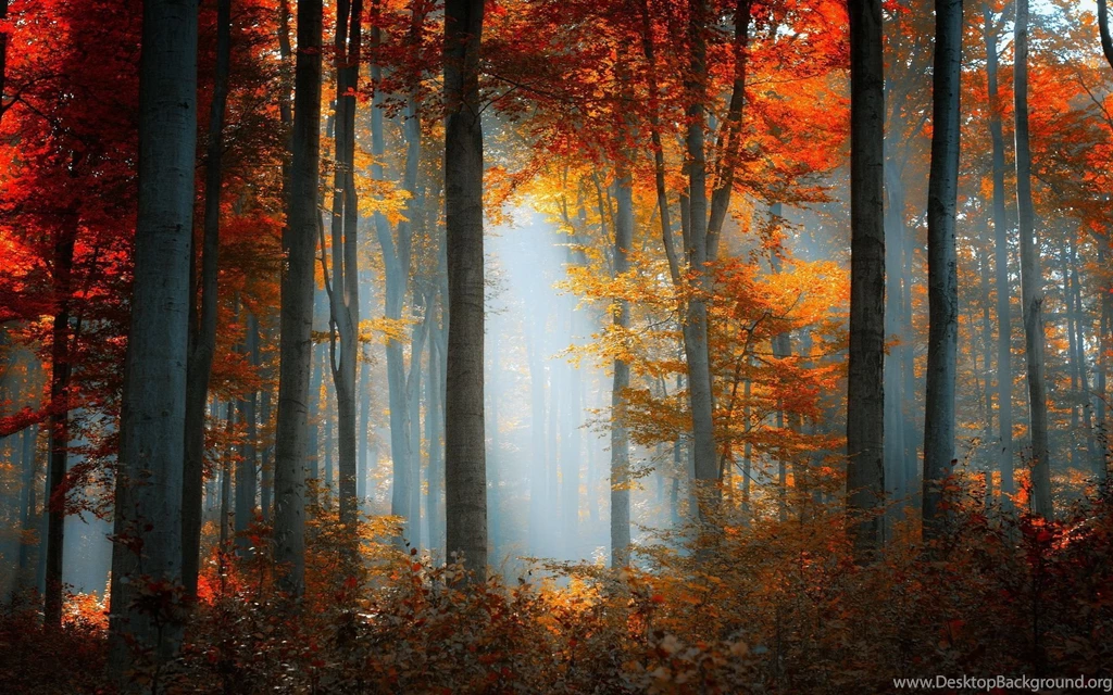 Forest Nature Landscape Autumn Fall Wallpapers