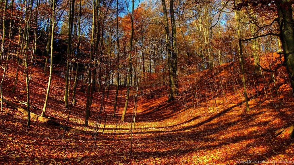 AUTUMN Fall Tree Forest Landscape Nature Leaves Wallpapers ...