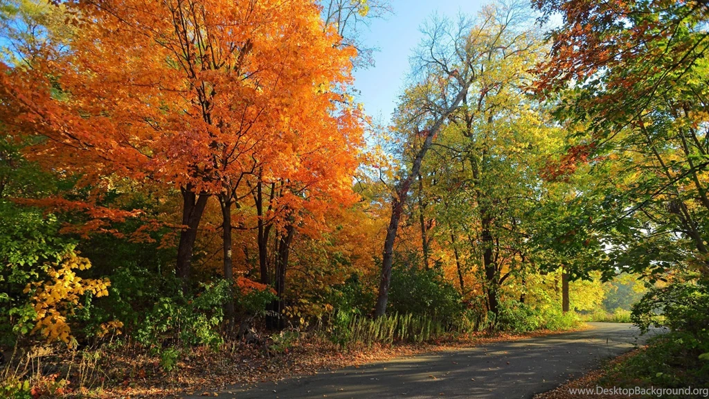 Fall Forest Wallpapers