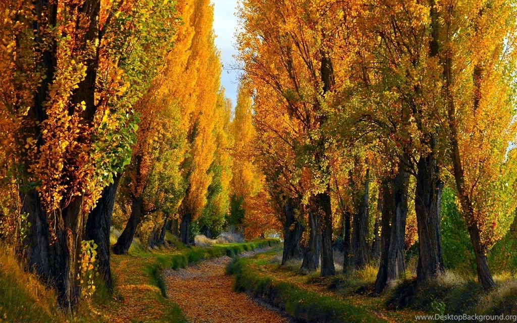 Forest Trees Nature Landscape Tree Autumn Wallpapers