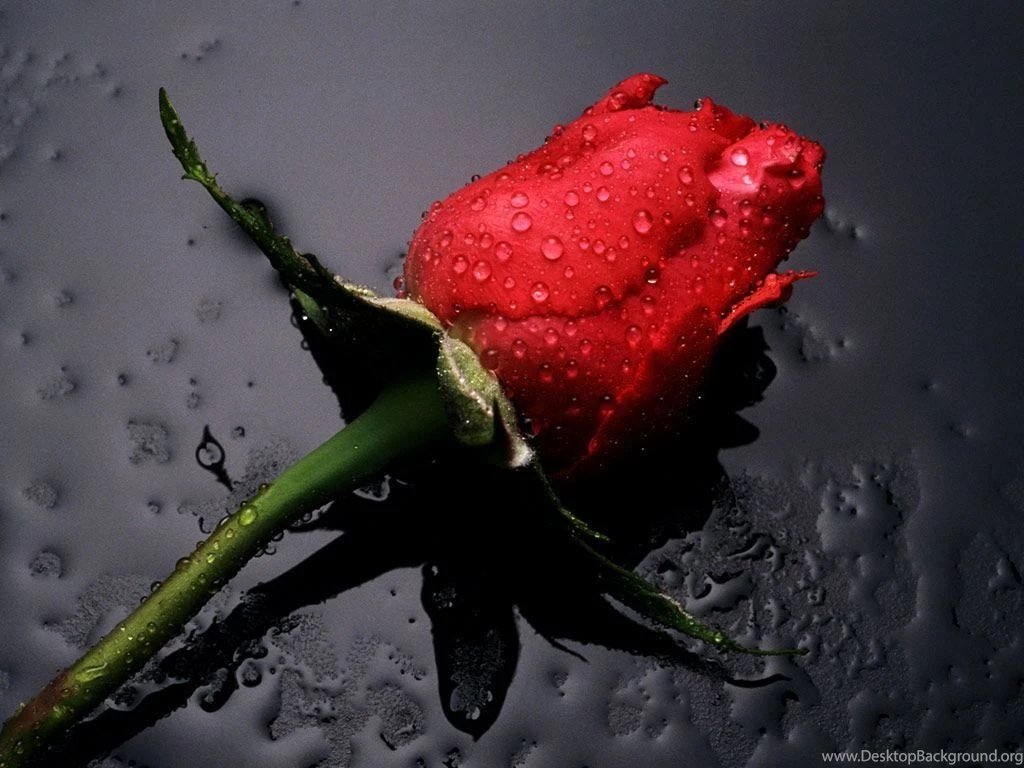 Rose Flower HD Wallpapers