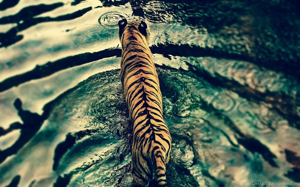 Animal Tiger In Water Wallpapers For Desktop.jpg