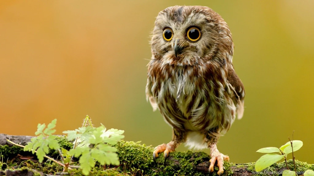 Cute Owl Wallpaper.