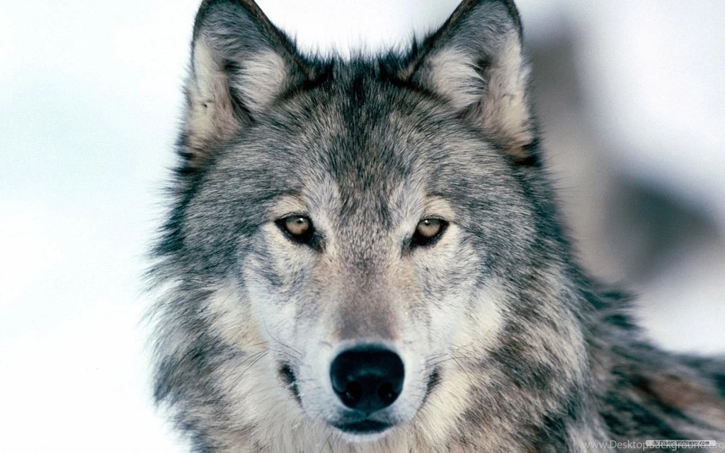 Free Wolf Wallpapers