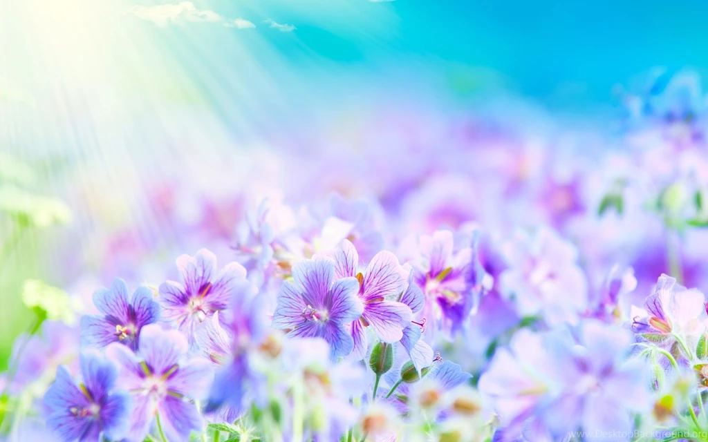 Gallery For Beautiful Summer Flowers Wallpapers