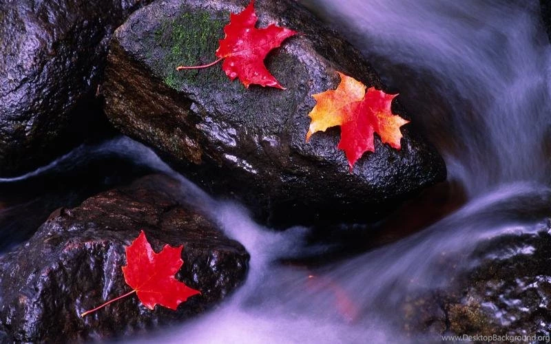 Canadian Landscape, Red Maple Leaf In Streams Wallpaper,Canadian ...