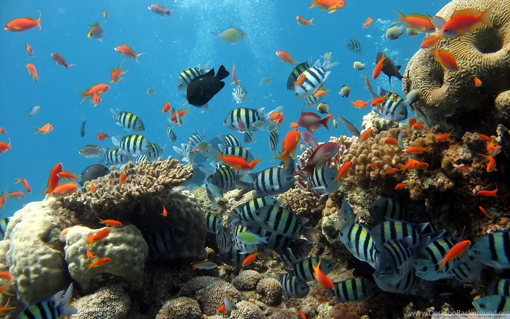 Reef wallpaper 2560x1600.jpg
