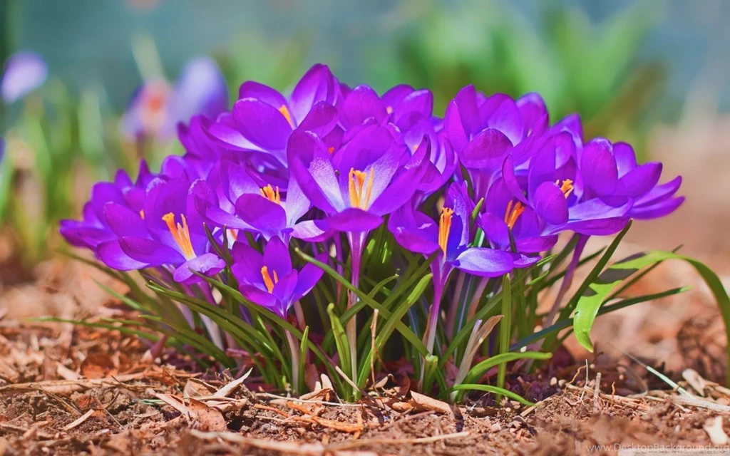 Spring Wallpapers HD Free Download