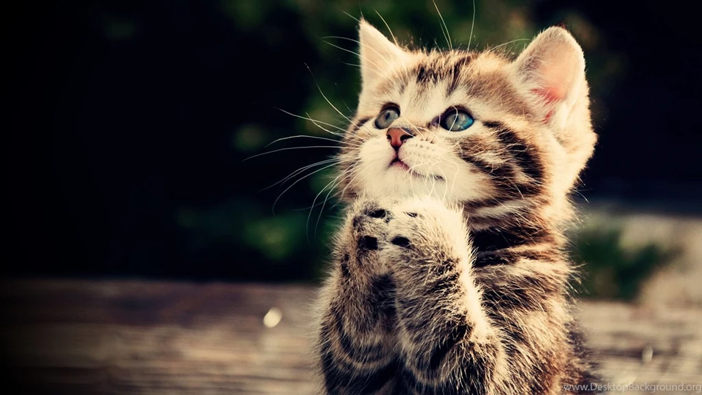 Funny cat full hd wallpaper praying kitten cute animal picture.jpg