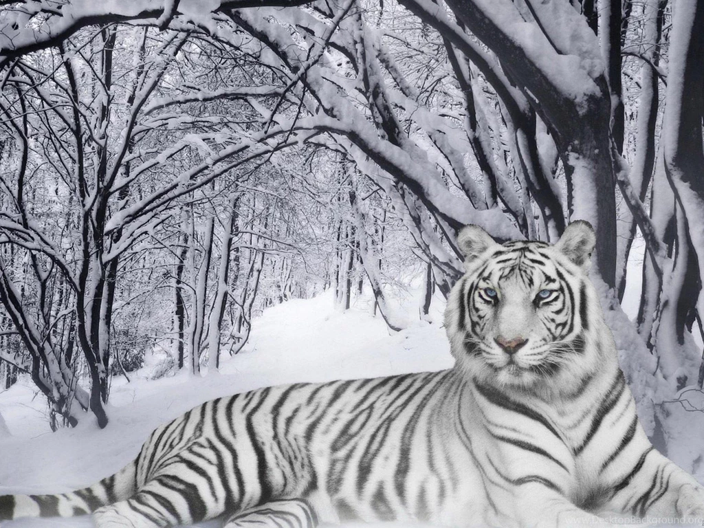 Free White Tiger Wallpapers