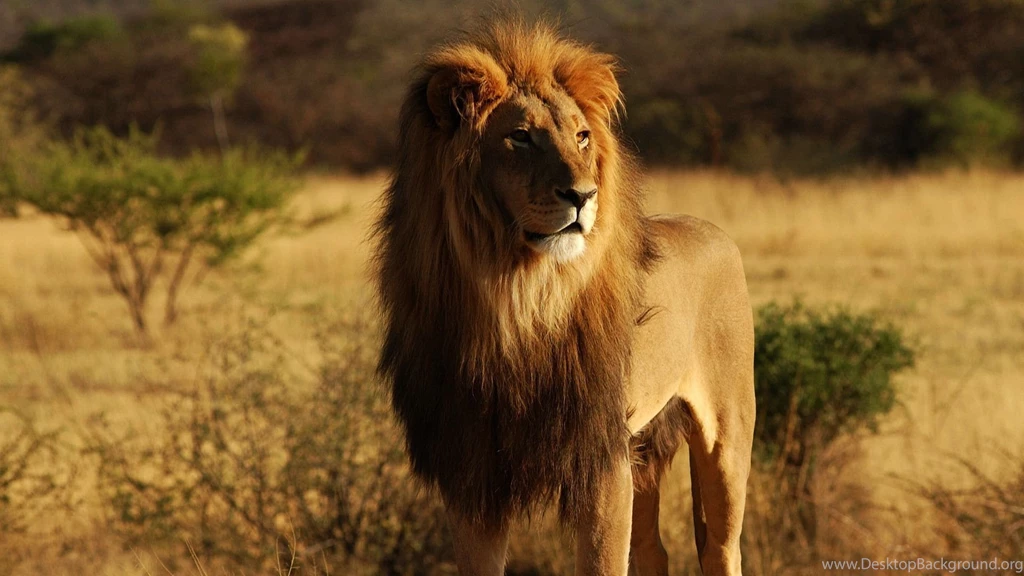 Animals Hd Wallpapers HD Wallpapers : Wallpapercan