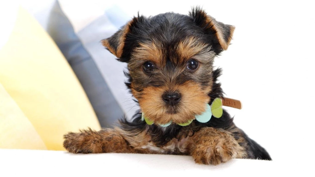 Gallery For Cute Yorkshire Terrier Wallpapers