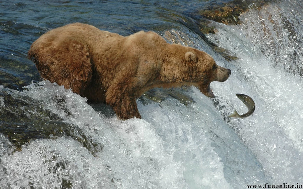 Brown Bear Wallpapers, Download Gigantic Brown Bears HD Wallpapers