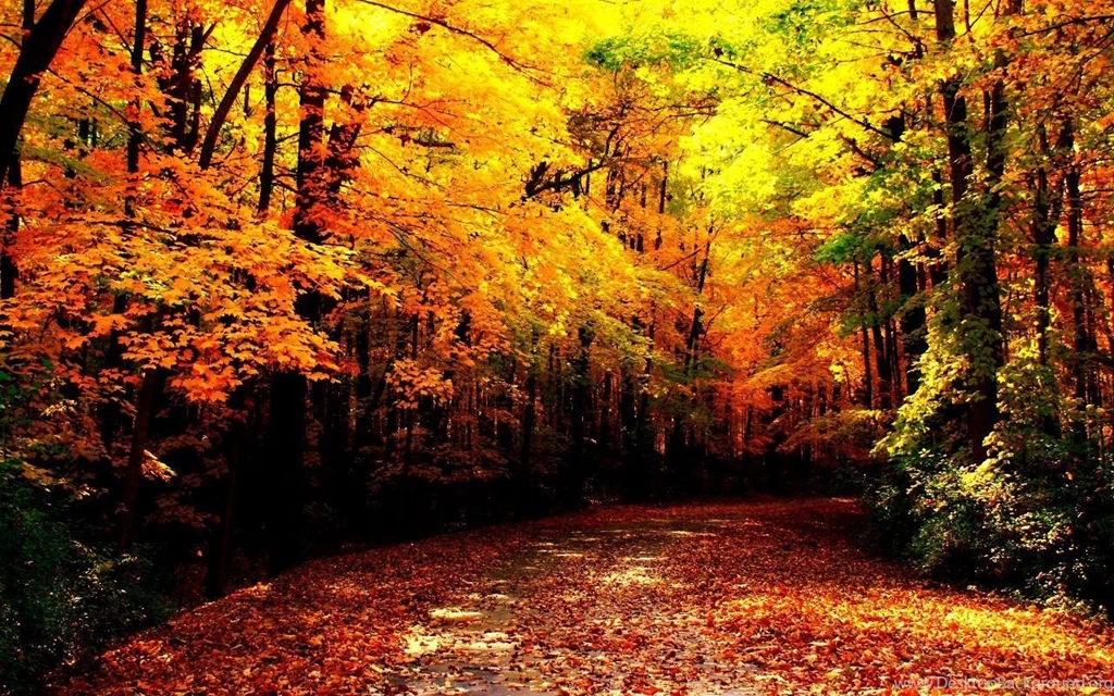 Gallery For Autumn Download Wallpapers