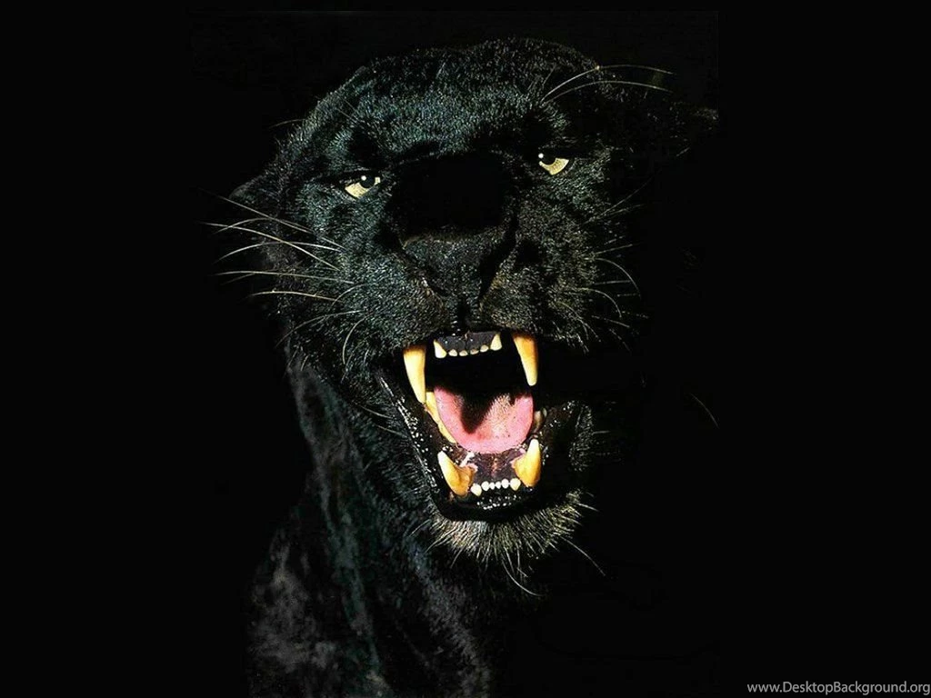 1024x768px Black Jaguar Animal Strength