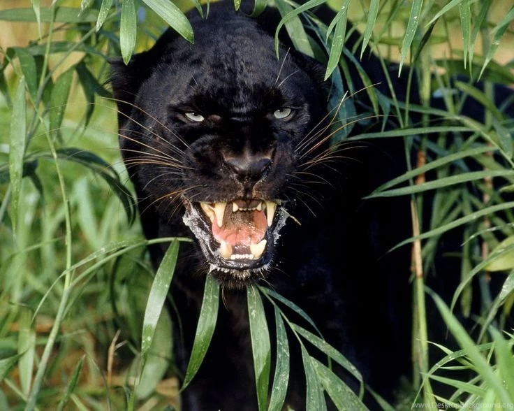 Desktop Wallpapers · Gallery · Animals · Black Panther A Melanistic ...
